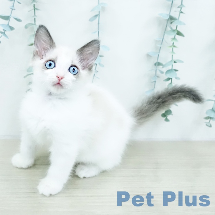 埼玉県のラグドール (ペットプラス イオンモール春日部店/2025年10月16日生まれ/男の子/ブルーポイントバイカラー)の子猫の1枚目の画像