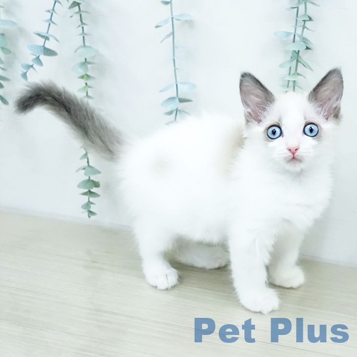 埼玉県のラグドール (ペットプラス イオンモール春日部店/2025年10月16日生まれ/男の子/ブルーポイントバイカラー)の子猫の2枚目の画像