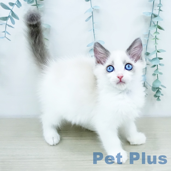 埼玉県のラグドール (ペットプラス 川口店/2025年10月16日生まれ/男の子/ブルーポイントバイカラー)の子猫の1枚目の画像