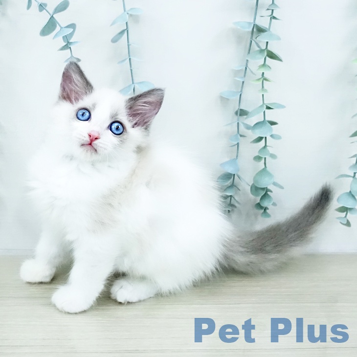埼玉県のラグドール (ペットプラス 川口店/2025年10月16日生まれ/男の子/ブルーポイントバイカラー)の子猫の2枚目の画像