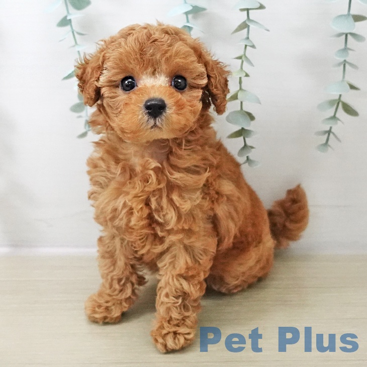 トイ・プードル