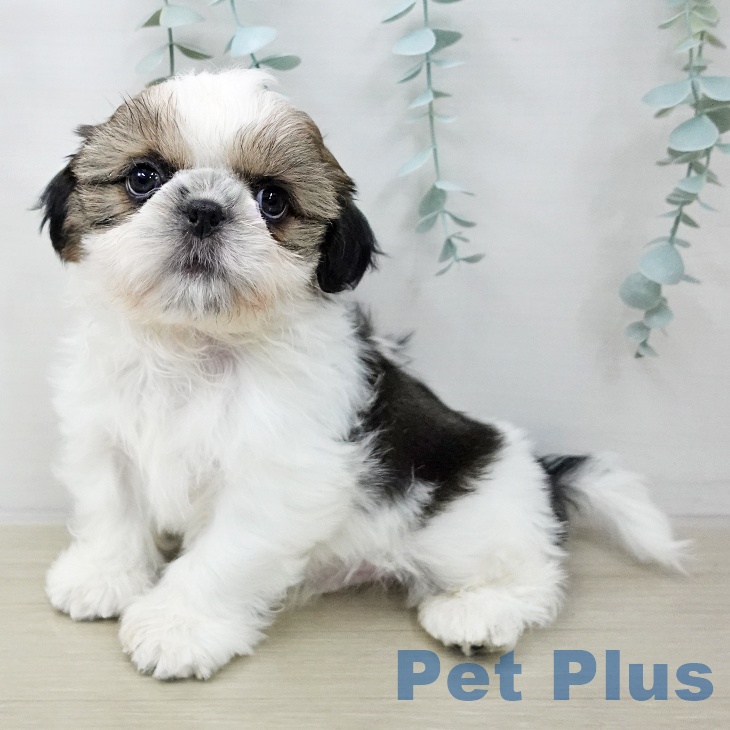 山梨県のシーズー (ペットプラス 甲府昭和店/2025年10月20日生まれ/男の子/ゴールドホワイト)の子犬