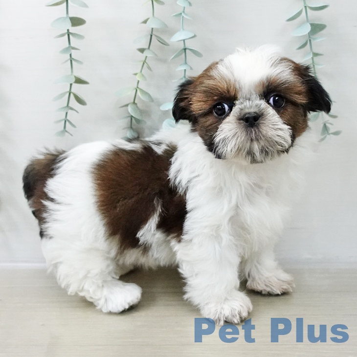 シー・ズーの写真2