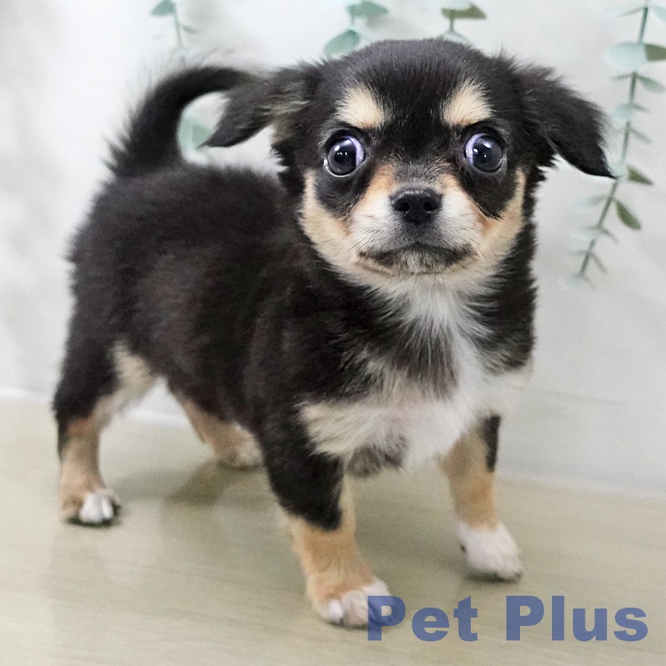 山梨県のチワワ(ロング) (ペットプラス 甲府昭和店/2025年10月19日生まれ/女の子/ブラックタンホワイト)の子犬