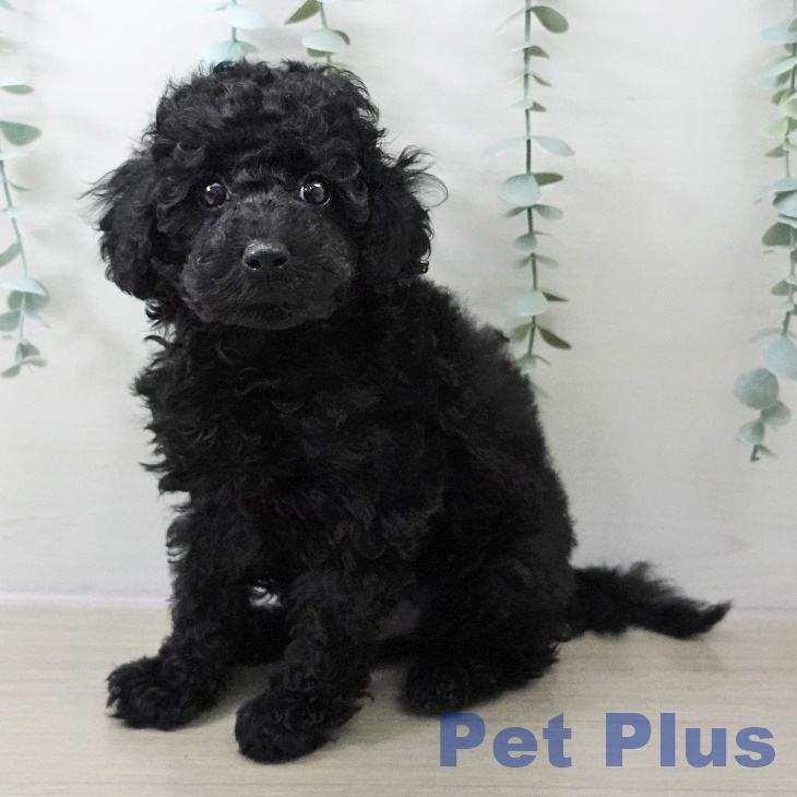 茨城県のトイプードル(トイ) (ペットプラス つくば店/2025年10月20日生まれ/男の子/ブラック)の子犬の1枚目の画像