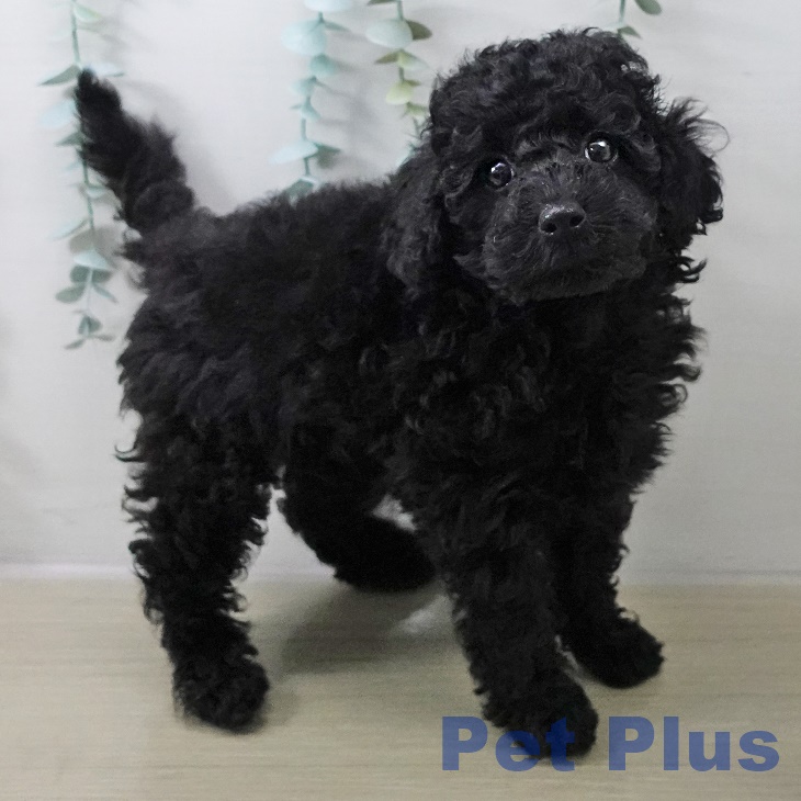 茨城県のトイプードル(トイ) (ペットプラス つくば店/2025年10月20日生まれ/男の子/ブラック)の子犬の2枚目の画像