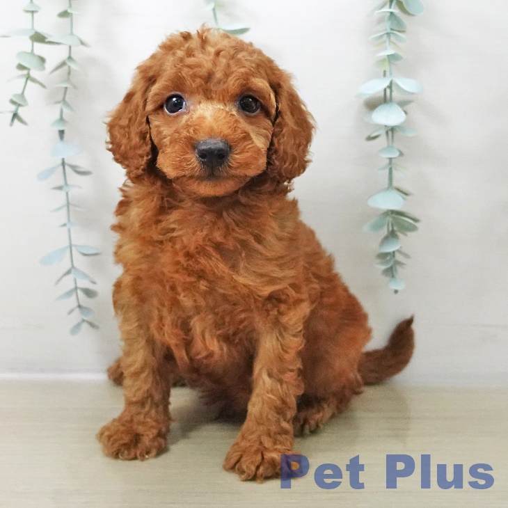 山形県のトイプードル(トイ) (ペットプラス 天童店/2025年10月13日生まれ/男の子/レッド)の子犬の1枚目の画像