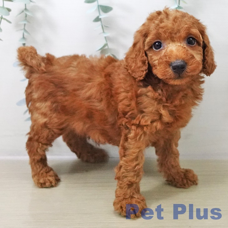 山形県のトイプードル(トイ) (ペットプラス 天童店/2025年10月13日生まれ/男の子/レッド)の子犬の2枚目の画像