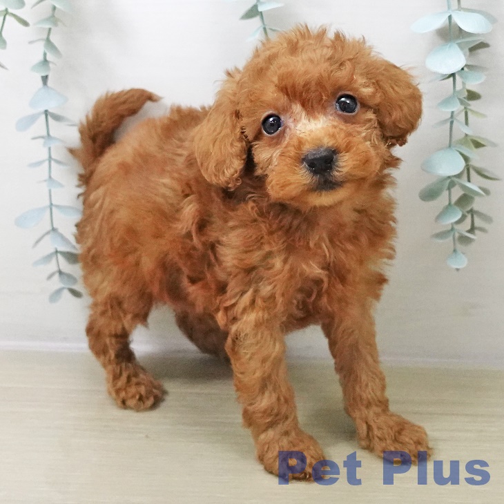 埼玉県のトイプードル(トイ) (ペットプラス 羽生店/2025年10月13日生まれ/女の子/アプリコット)の子犬の1枚目の画像
