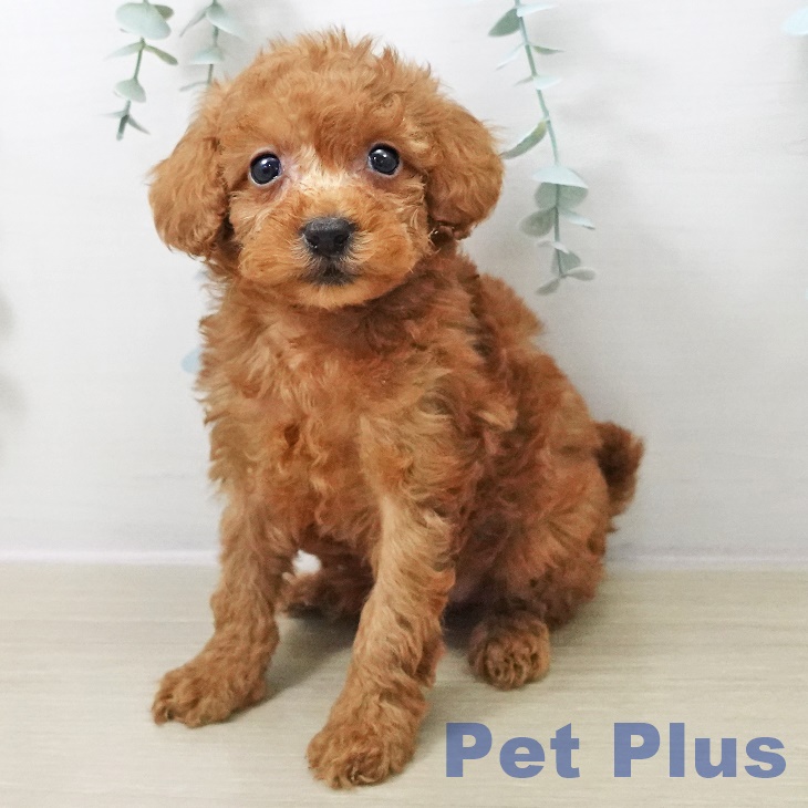 埼玉県のトイプードル(トイ) (ペットプラス 羽生店/2025年10月13日生まれ/女の子/アプリコット)の子犬の2枚目の画像