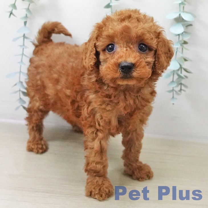 長野県のトイプードル(トイ) (ペットプラス 松本店/2025年10月13日生まれ/女の子/アプリコット)の子犬の1枚目の画像