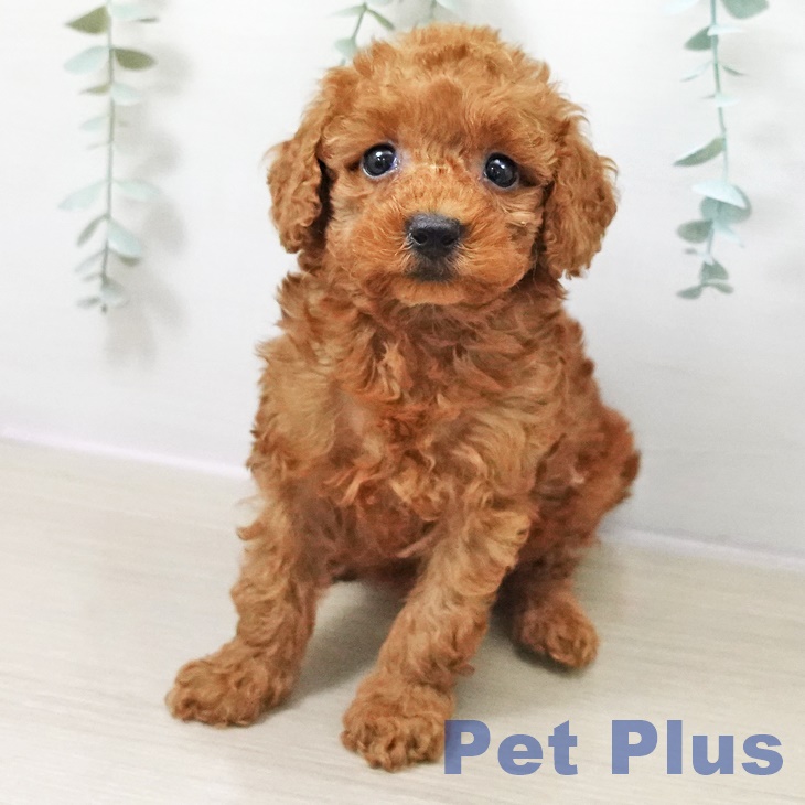 長野県のトイプードル(トイ) (ペットプラス 松本店/2025年10月13日生まれ/女の子/アプリコット)の子犬の2枚目の画像