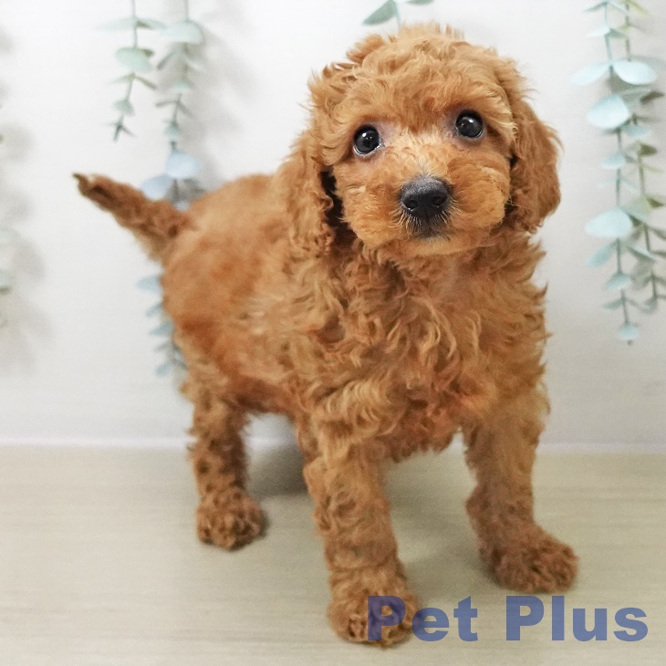 千葉県のトイプードル(トイ) (ペットプラス コトエ流山おおたかの森店/2025年10月13日生まれ/女の子/アプリコット)の子犬の2枚目の画像