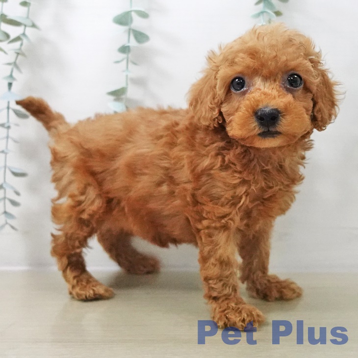 トイ・プードル