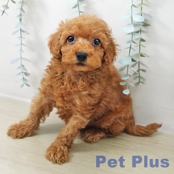 トイ・プードルの写真2