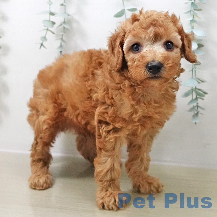 トイ・プードル