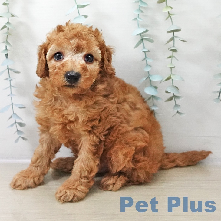 トイ・プードルの写真2