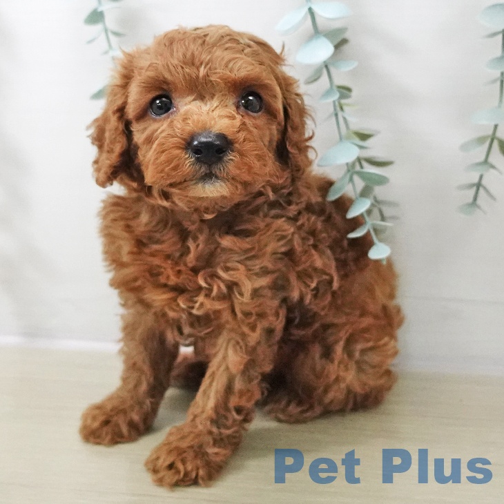 長野県のトイプードル(トイ) (ペットプラス 上田店/2025年10月20日生まれ/男の子/レッド)の子犬の1枚目の画像