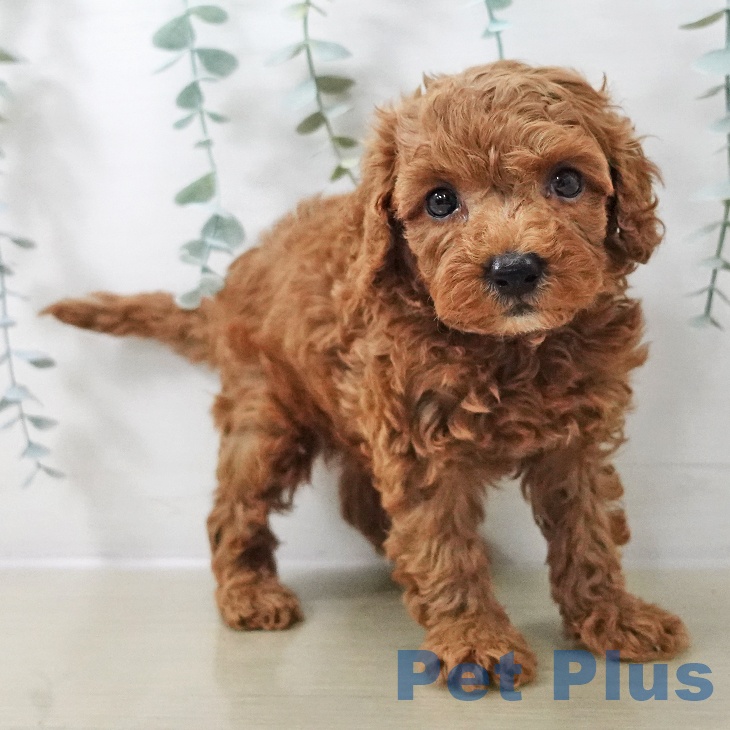 長野県のトイプードル(トイ) (ペットプラス 上田店/2025年10月20日生まれ/男の子/レッド)の子犬の2枚目の画像