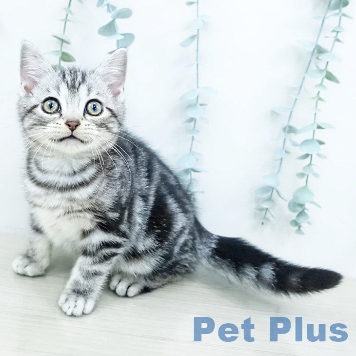 群馬県のアメリカンショートヘアー (ペットプラス 前橋店/2025年10月9日生まれ/男の子/シルバータビー)の子猫の1枚目の画像