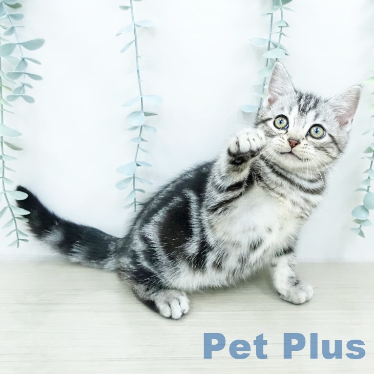 群馬県のアメリカンショートヘアー (ペットプラス 前橋店/2025年10月9日生まれ/男の子/シルバータビー)の子猫の2枚目の画像