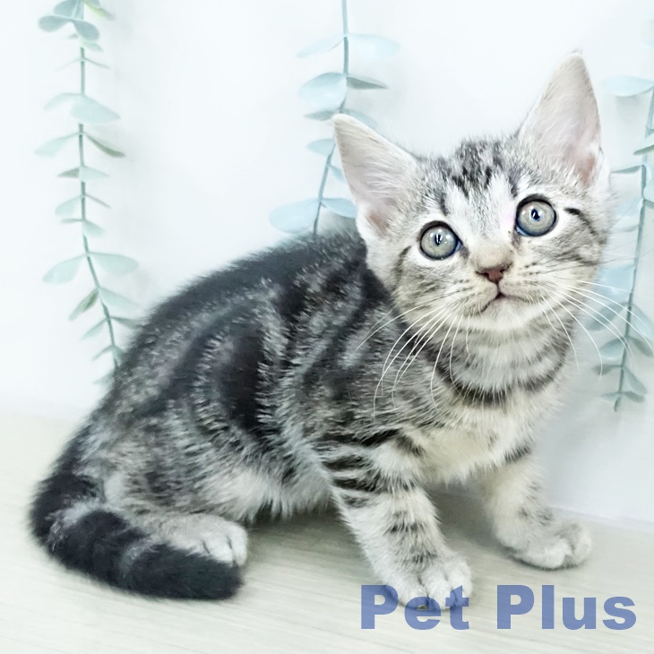 埼玉県のアメリカンショートヘアー (ペットプラス イオンモール春日部店/2025年10月12日生まれ/男の子/シルバータビー)の子猫の1枚目の画像