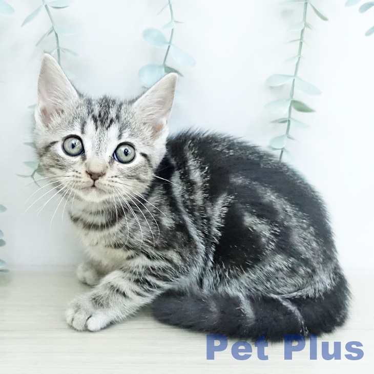 埼玉県のアメリカンショートヘアー (ペットプラス イオンモール春日部店/2025年10月12日生まれ/男の子/シルバータビー)の子猫の2枚目の画像