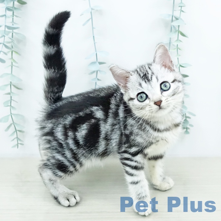 埼玉県のアメリカンショートヘアー (ペットプラス 上尾店/2025年10月12日生まれ/女の子/シルバータビー)の子猫の1枚目の画像