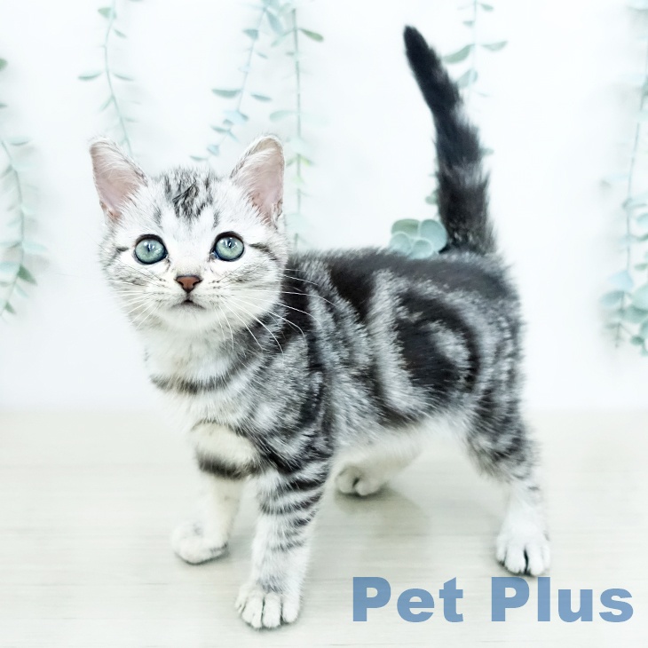 埼玉県のアメリカンショートヘアー (ペットプラス 上尾店/2025年10月12日生まれ/女の子/シルバータビー)の子猫の2枚目の画像