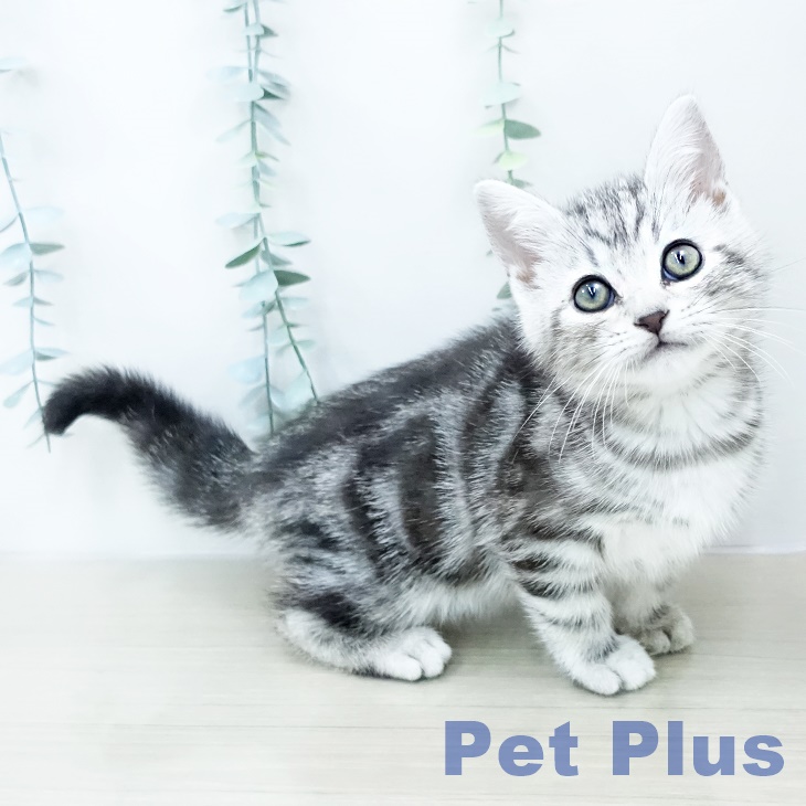 埼玉県のアメリカンショートヘアー (ペットプラス ららぽーと富士見店/2025年10月14日生まれ/男の子/シルバータビー)の子猫の1枚目の画像