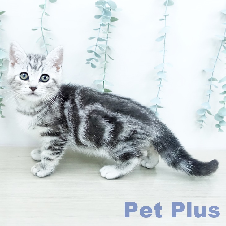 埼玉県のアメリカンショートヘアー (ペットプラス ららぽーと富士見店/2025年10月14日生まれ/男の子/シルバータビー)の子猫の2枚目の画像