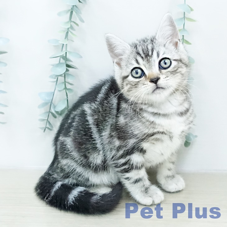 東京都のアメリカンショートヘアー (ペットプラス 日の出店/2025年10月14日生まれ/男の子/シルバータビー)の子猫の1枚目の画像