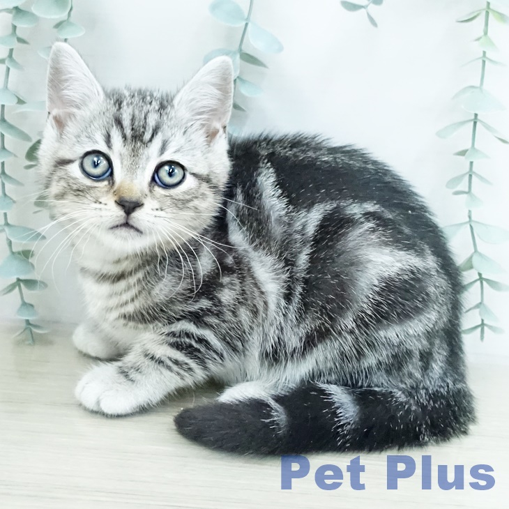 東京都のアメリカンショートヘアー (ペットプラス 日の出店/2025年10月14日生まれ/男の子/シルバータビー)の子猫の2枚目の画像