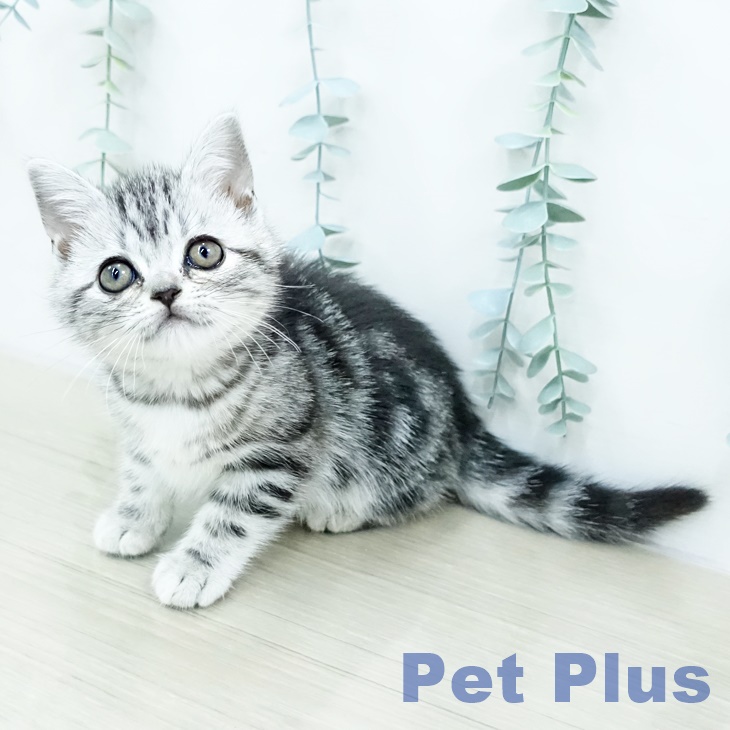 埼玉県のアメリカンショートヘアー (ペットプラス 羽生店/2025年10月14日生まれ/女の子/シルバータビー)の子猫の1枚目の画像