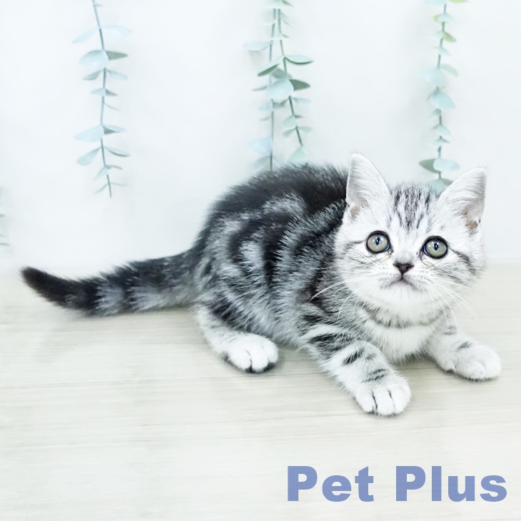 埼玉県のアメリカンショートヘアー (ペットプラス 羽生店/2025年10月14日生まれ/女の子/シルバータビー)の子猫の2枚目の画像