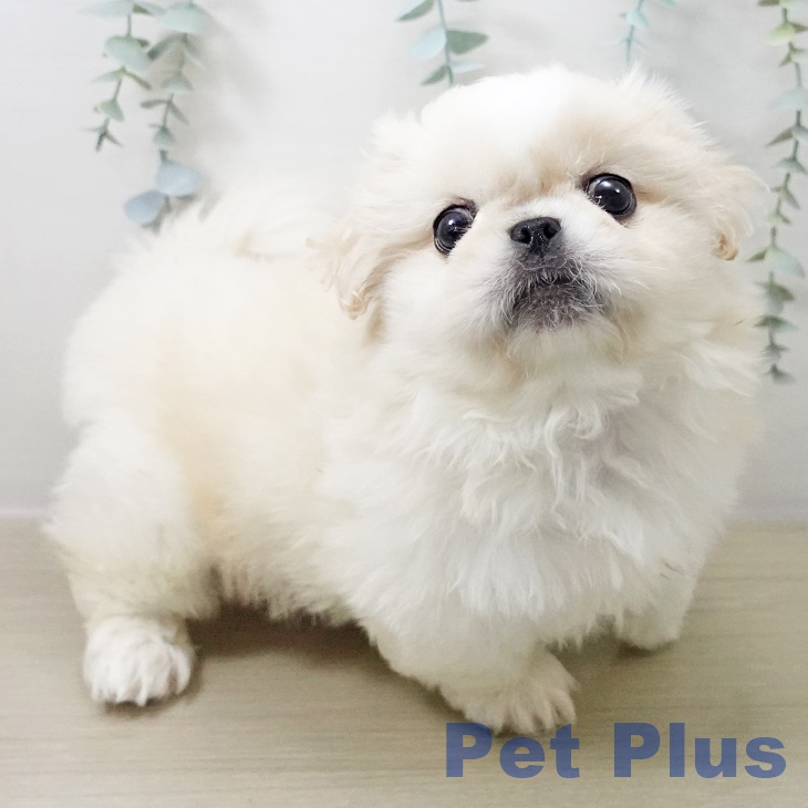 千葉県のペキニーズ (ペットプラス 幕張新都心店/2025年10月18日生まれ/男の子/ホワイト)の子犬の1枚目の画像