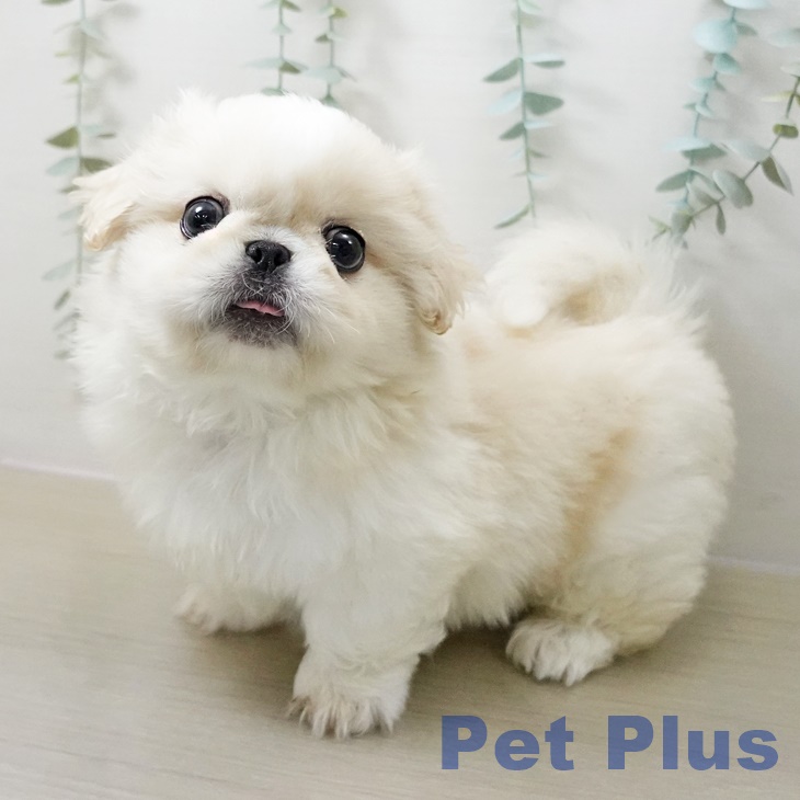 千葉県のペキニーズ (ペットプラス 幕張新都心店/2025年10月18日生まれ/男の子/ホワイト)の子犬の2枚目の画像