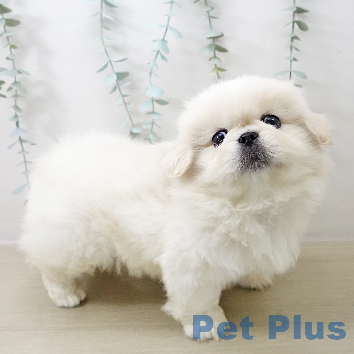 ペキニーズの写真2