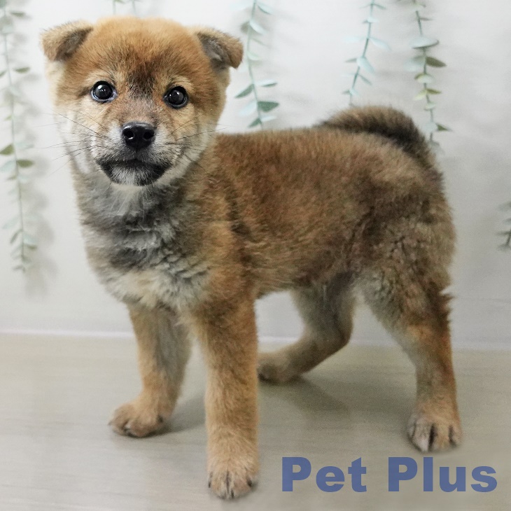 千葉県の柴犬(標準サイズ) (ペットプラス 幕張新都心店/2025年10月20日生まれ/男の子/赤)の子犬の1枚目の画像