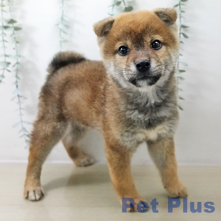 千葉県の柴犬(標準サイズ) (ペットプラス 幕張新都心店/2025年10月20日生まれ/男の子/赤)の子犬の2枚目の画像