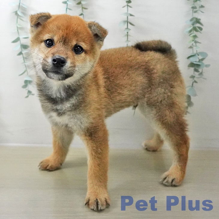 埼玉県の柴犬(標準サイズ) (ペットプラス ピオニウォーク東松山店/2025年10月20日生まれ/男の子/赤)の子犬の1枚目の画像