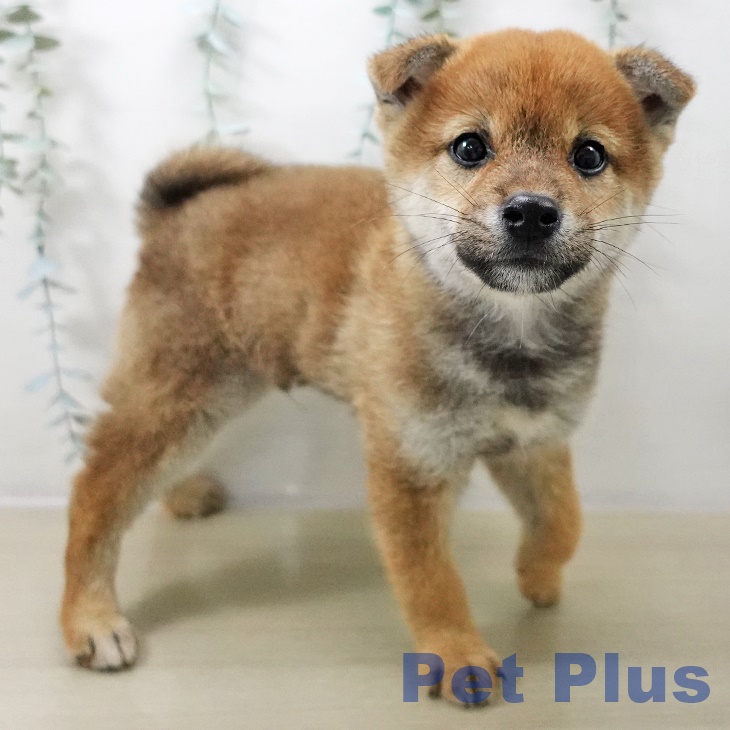 埼玉県の柴犬(標準サイズ) (ペットプラス ピオニウォーク東松山店/2025年10月20日生まれ/男の子/赤)の子犬の2枚目の画像