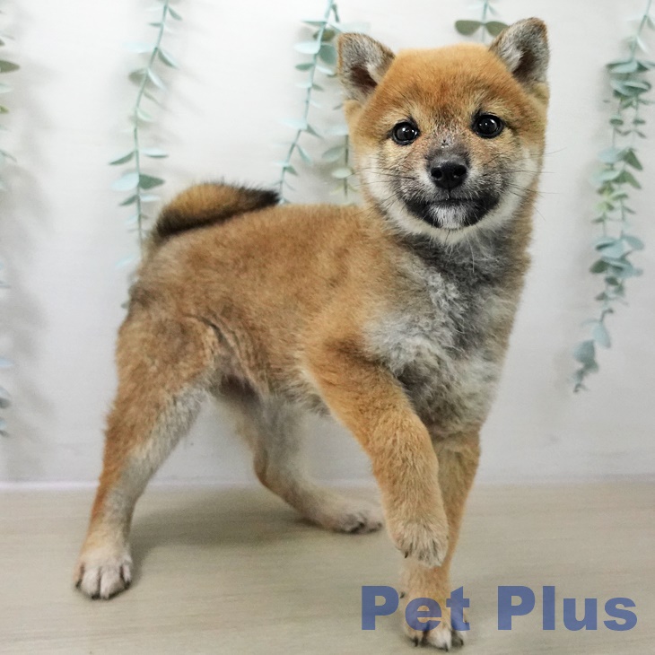 福島県の柴犬(標準サイズ) (ペットプラス 福島店/2025年10月20日生まれ/女の子/赤)の子犬の2枚目の画像