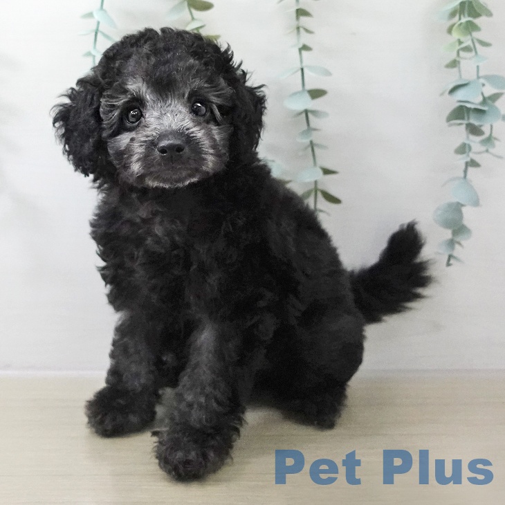 トイ・プードル