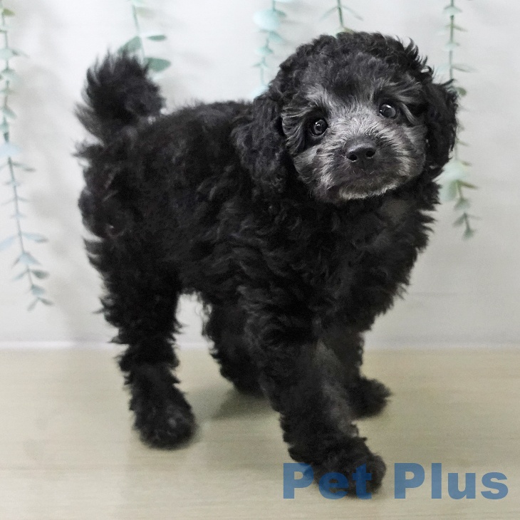 トイ・プードルの写真2