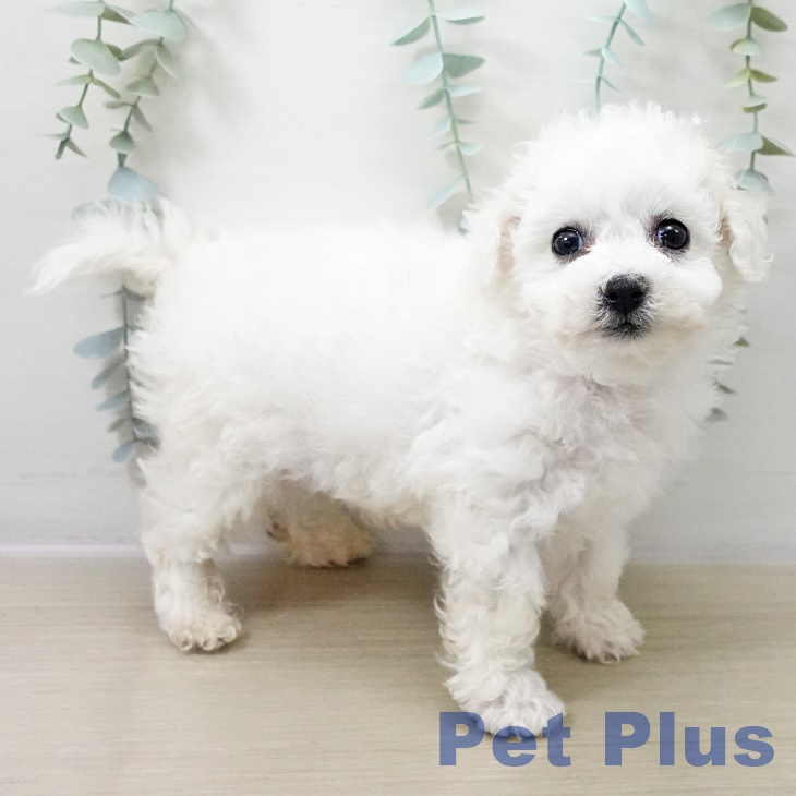 千葉県のビションフリーゼ (ペッツワン 千葉ニュータウン店/2025年10月19日生まれ/男の子/ホワイト)の子犬