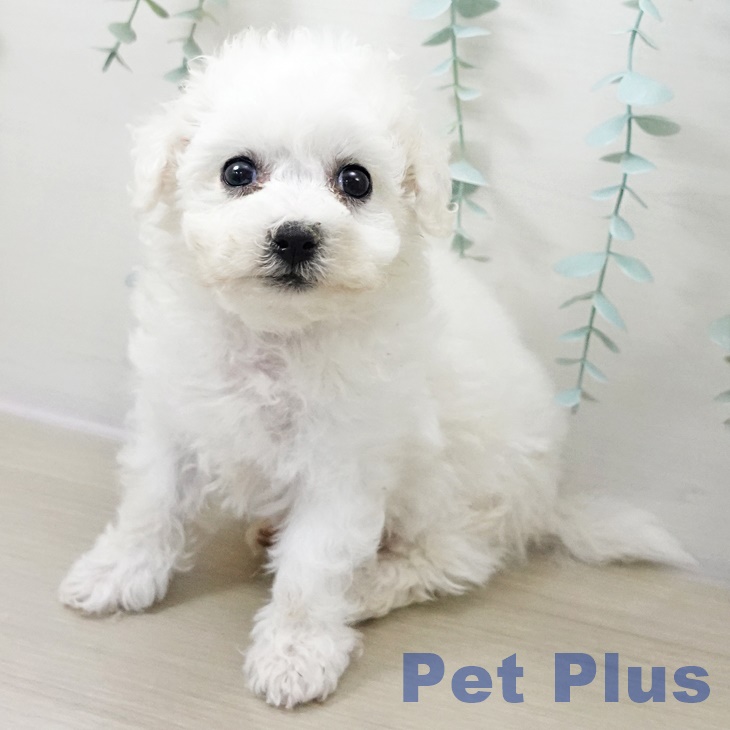 千葉県のビションフリーゼ (ペッツワン 千葉ニュータウン店/2025年10月19日生まれ/男の子/ホワイト)の子犬の2枚目の画像