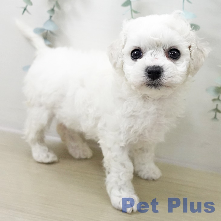 岩手県のビションフリーゼ (ペットプラス 盛岡南店/2025年10月19日生まれ/女の子/ホワイト)の子犬の1枚目の画像