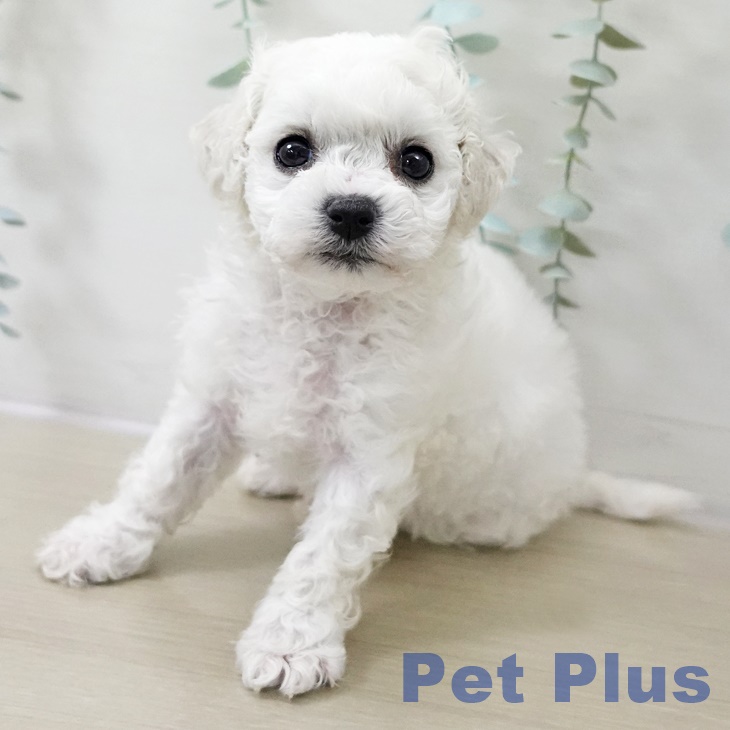 岩手県のビションフリーゼ (ペットプラス 盛岡南店/2025年10月19日生まれ/女の子/ホワイト)の子犬の2枚目の画像