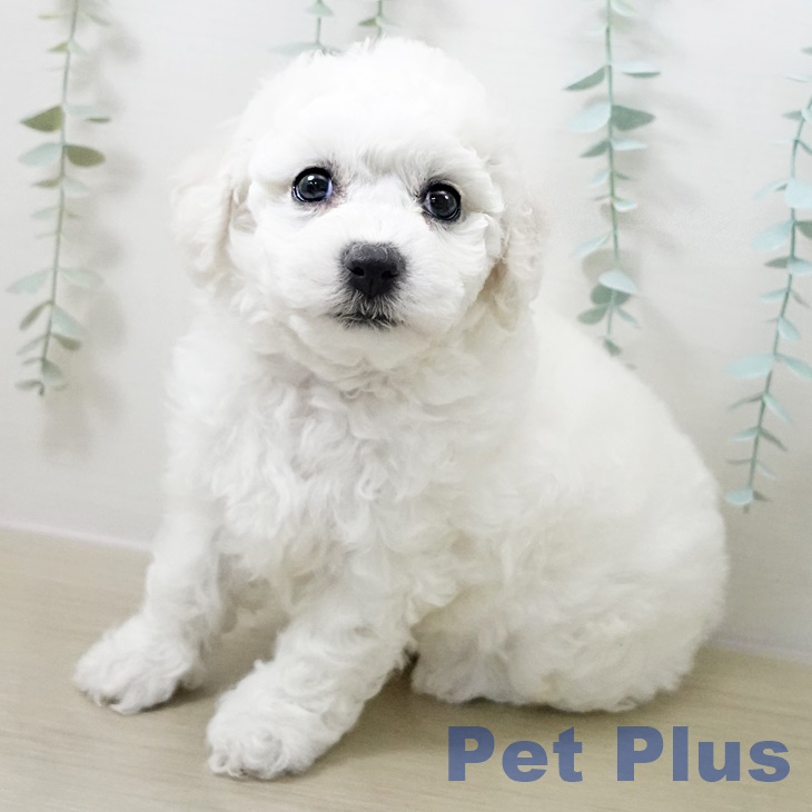 茨城県のビションフリーゼ (ペッツワン 阿見店/2025年10月19日生まれ/女の子/ホワイト)の子犬の1枚目の画像